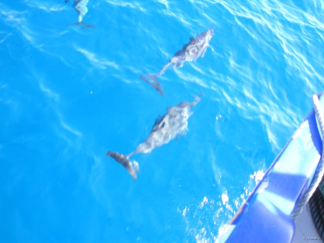 imag00004 