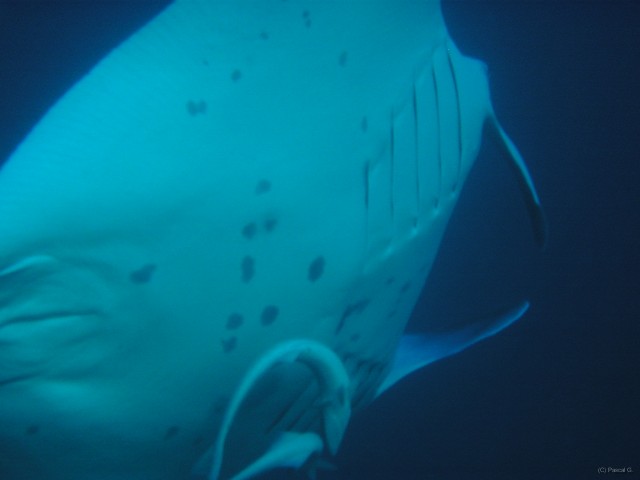 img000004 