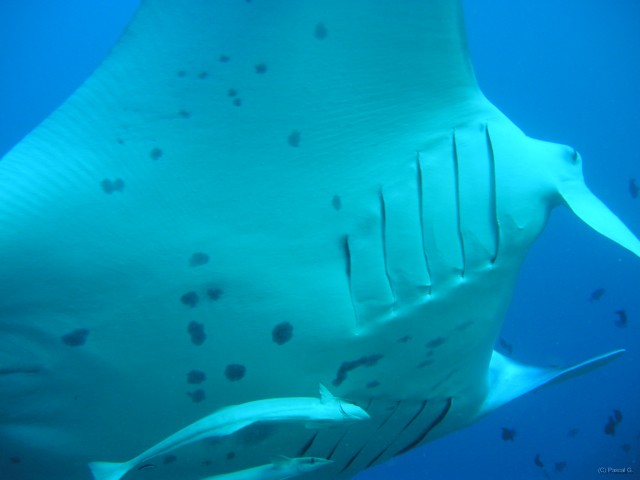 img000009 