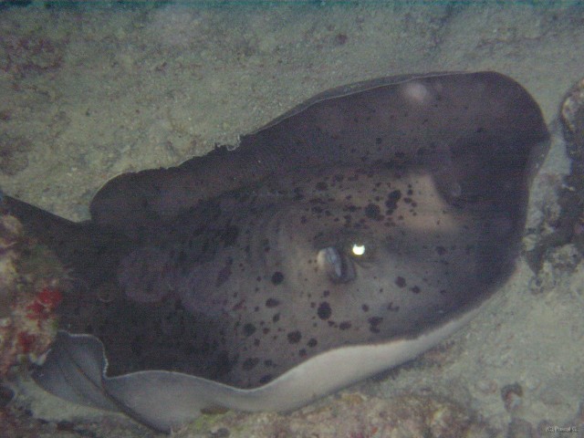 img000031 