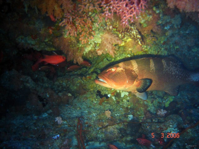 DSC04866 