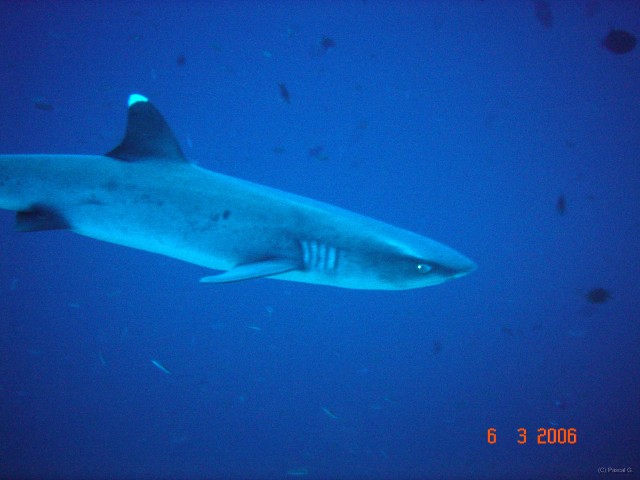 DSC04898 