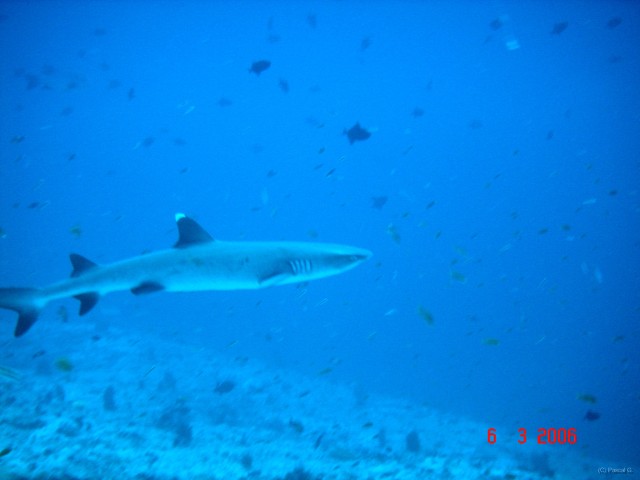 DSC04902 