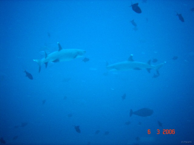 DSC04911 