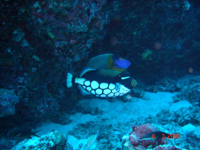 DSC04916 