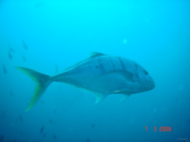 DSC04985 