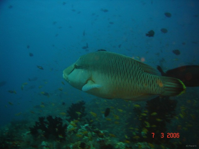 DSC04987 