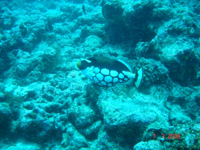 DSC05005 