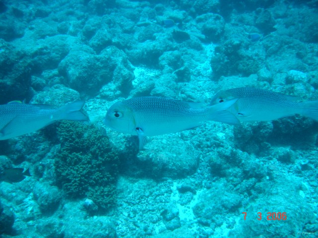 DSC05011 