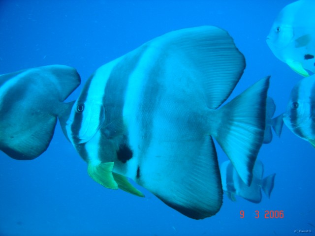 DSC05185 
