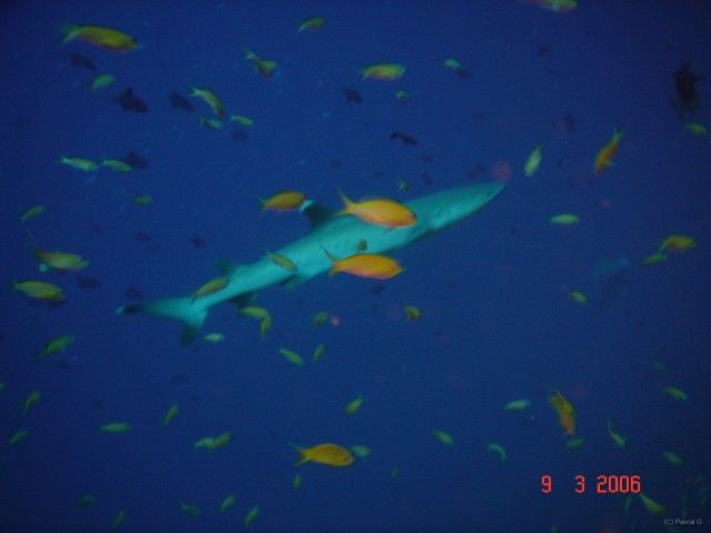 DSC05194 