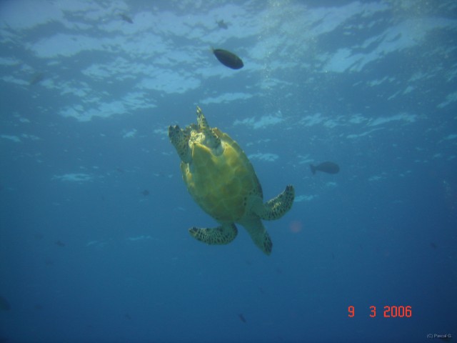 DSC05196 
