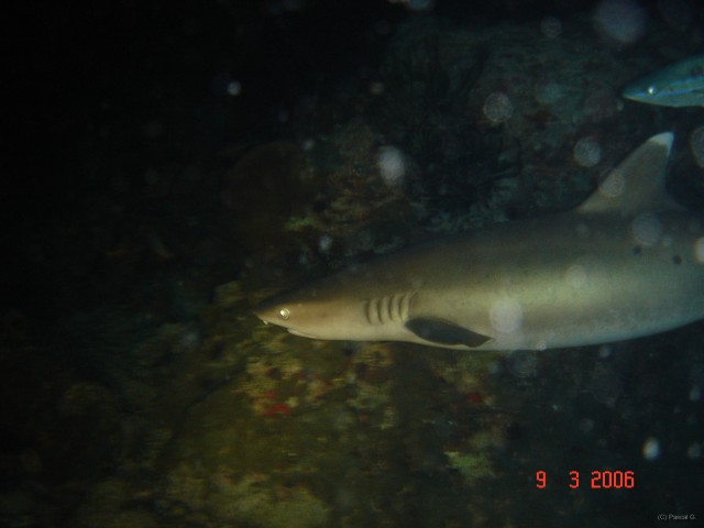 DSC05230 