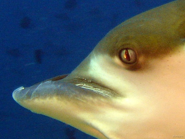 DSC05268 