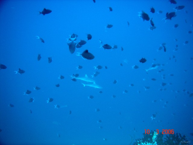 DSC05271 