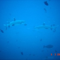 DSC04911 