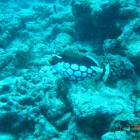 DSC05005