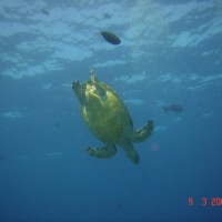 DSC05196 