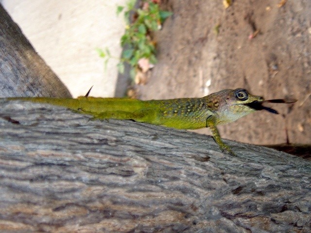 DSC01782 